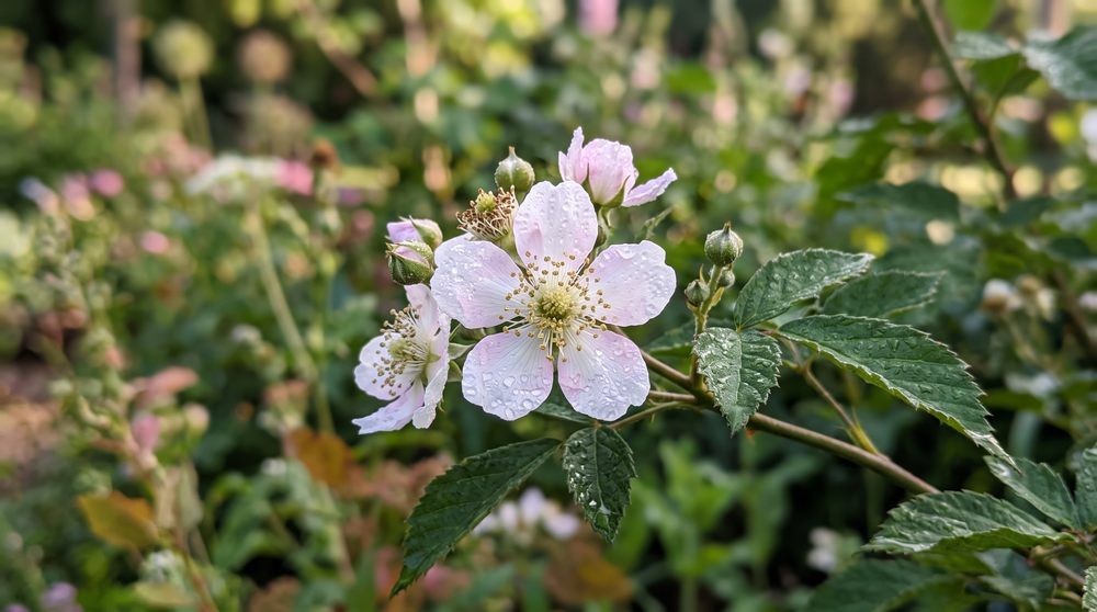 Blackberry flowers in full bloom — the start of the ripening process at Steward Farms