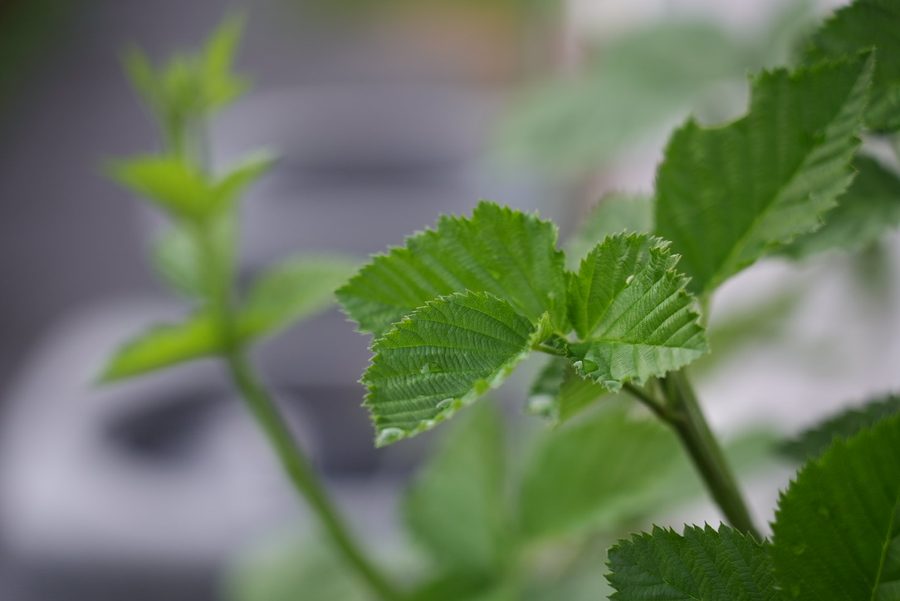 New blackberry leaf growth at Steward Farms in Georgia