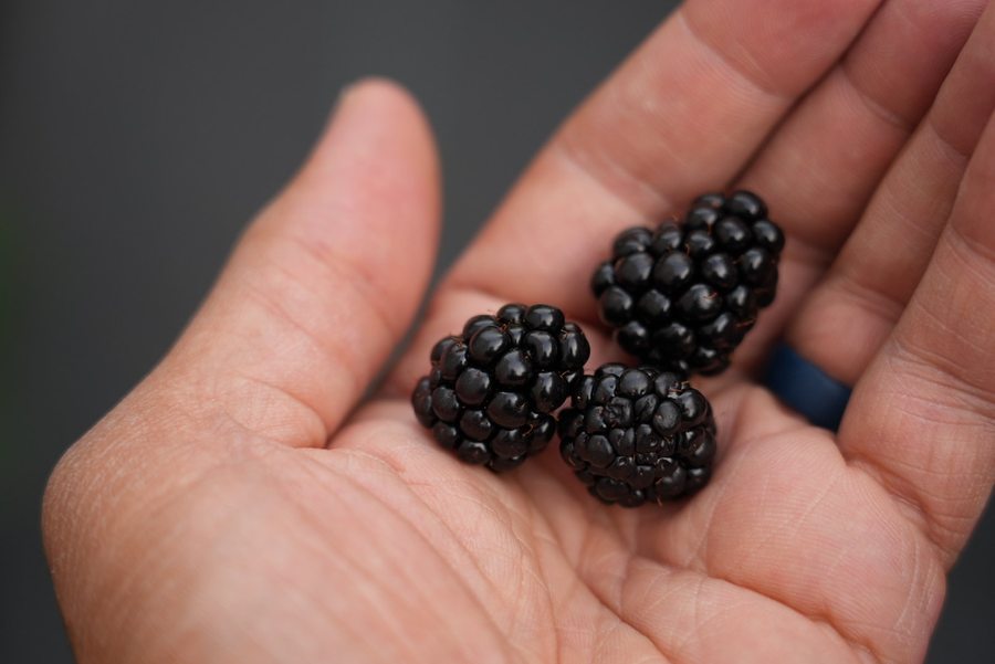 Pesticide-free blackberries held in hand from Steward Farms in Marietta, Georgia