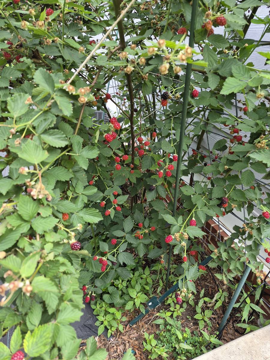 Fresh blackberries grown at Steward Farms