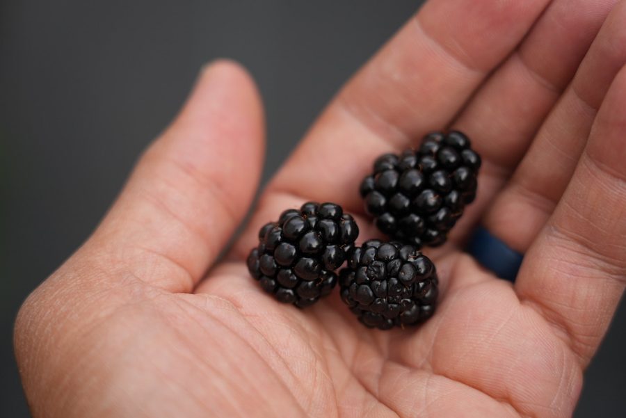 Fresh blackberries hand harvested at Steward Farms Marietta Georgia
