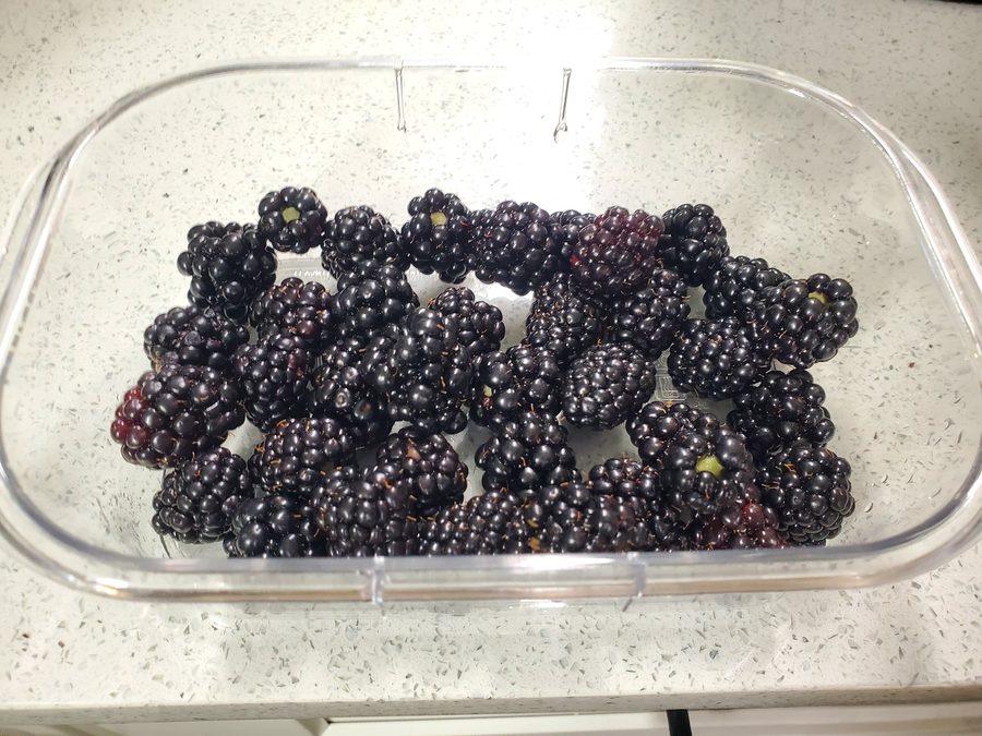 Blackberries packaged and ready for sale at Steward Farms Marietta Georgia
