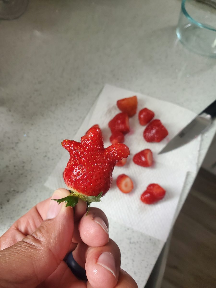 First strawberry harvest at Steward Farms Marietta Georgia