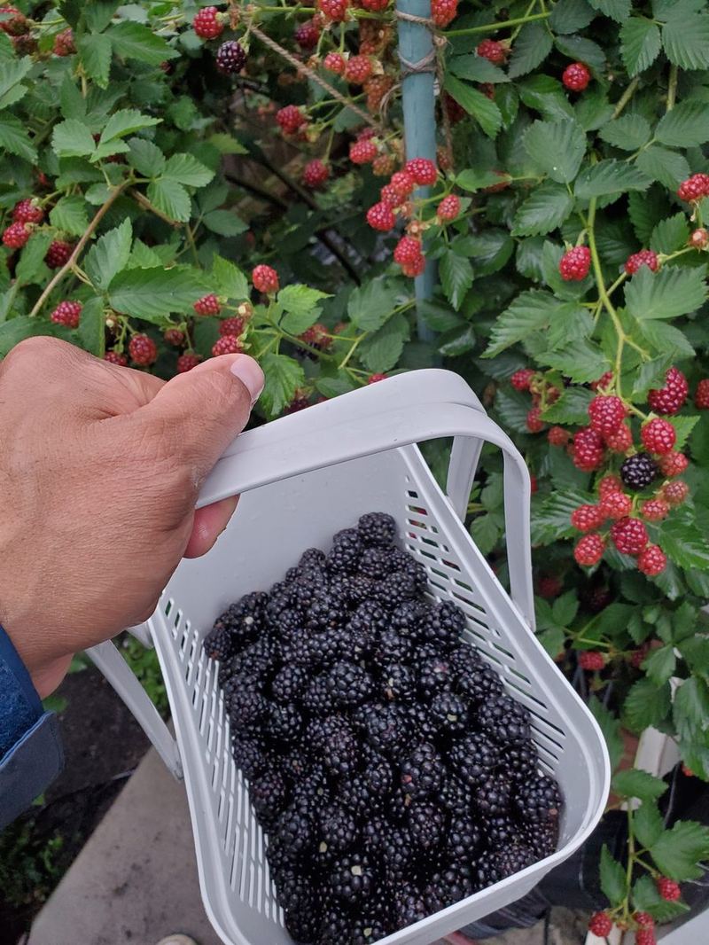 Freshly picked blackberries in a harvest basket at Steward Farms