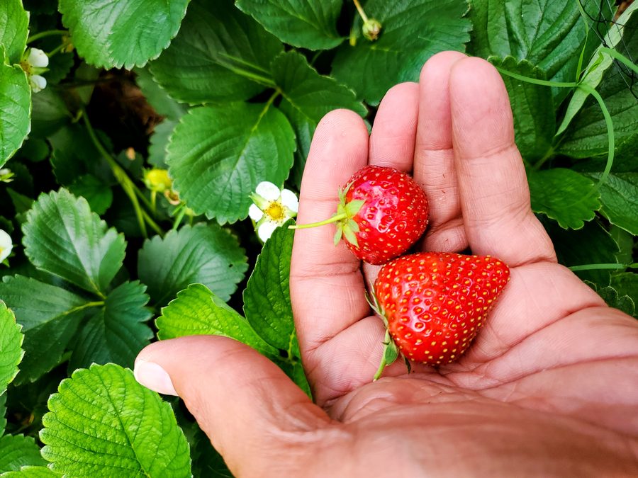 Strawberries growing at Steward Farms in Marietta Georgia