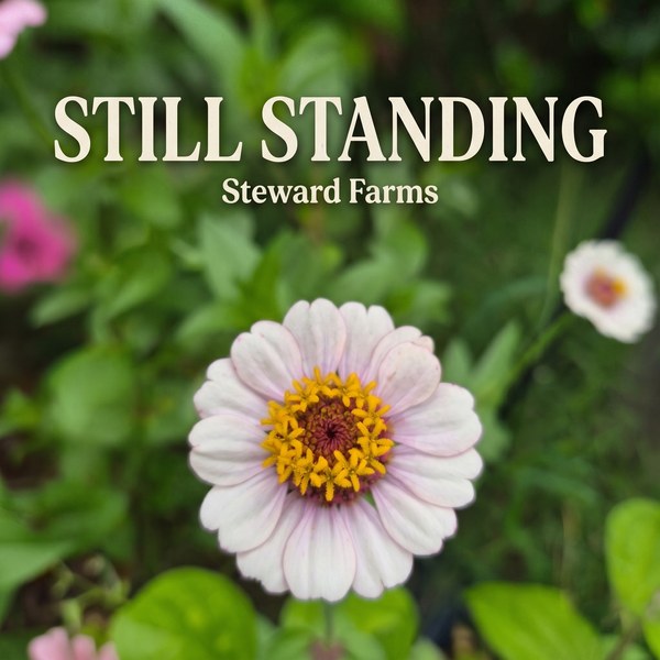 Still Standing — Steward Farms